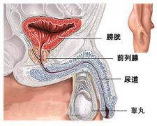 精子液化后有透明颗粒 ?