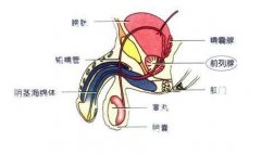 慢性附睾炎怎么治?